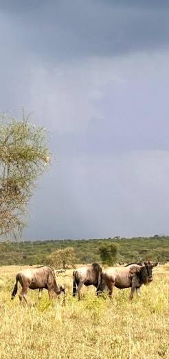 about-africa-travel-safari-serengeti-plains