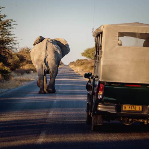 africa-travel-safari-Game-Drive-Etosha-National-Park-500