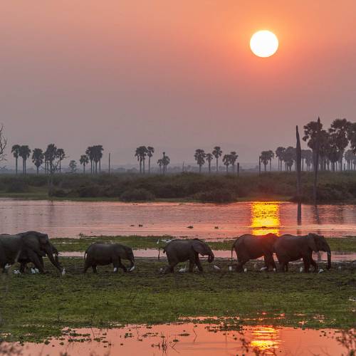 africa-travel-safari-elephants