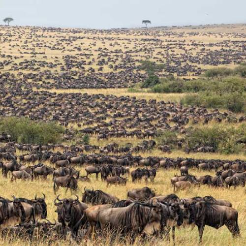 africa-travel-safari-wilderbeast