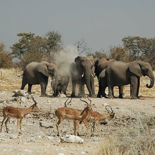 etosha_elephant_antelope_africa-travel-safari-500