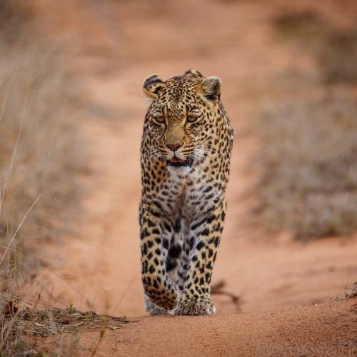 sabi-sands-reserve-africa-travel-500