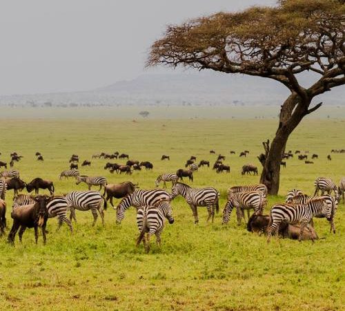 13 Day Luxury Travel Tanzania and Kenya