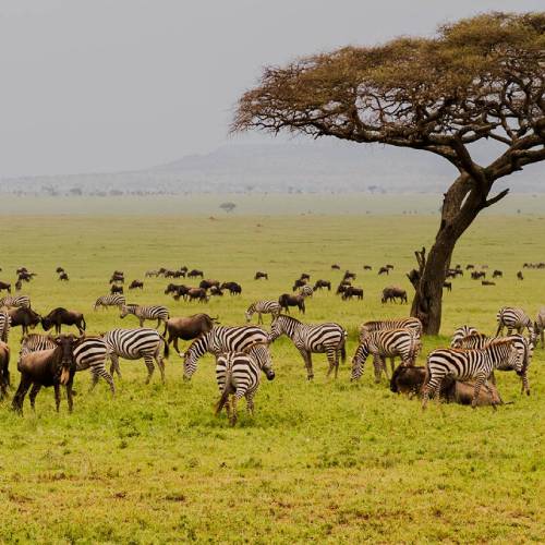serengeti-plain-africa-travel