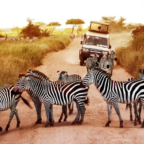 serengeti-safari-africa-travel-safari