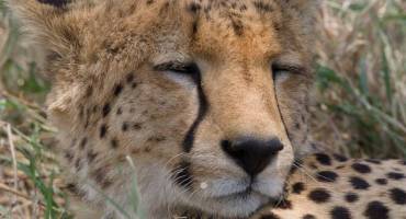 13 Days Luxury Travel Tanzania and Kenya