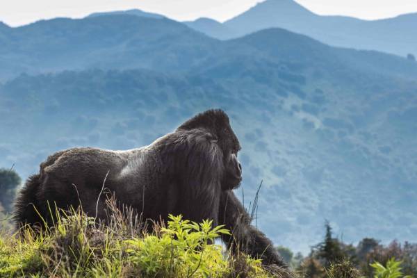 10 Days luxury travel to Tanzania and Rwanda